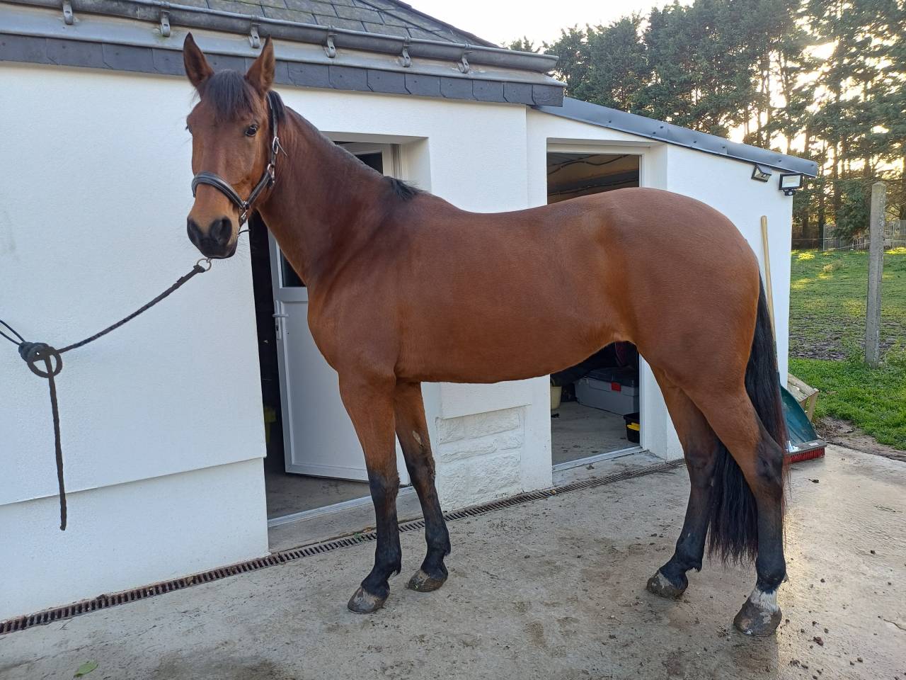 Yegua PRE Pura Raza Española En venta 2021 Bayo