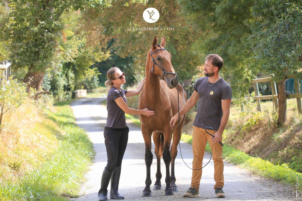 Caballo entero Lusitano En venta 2024 Bayo por Trovador SS 