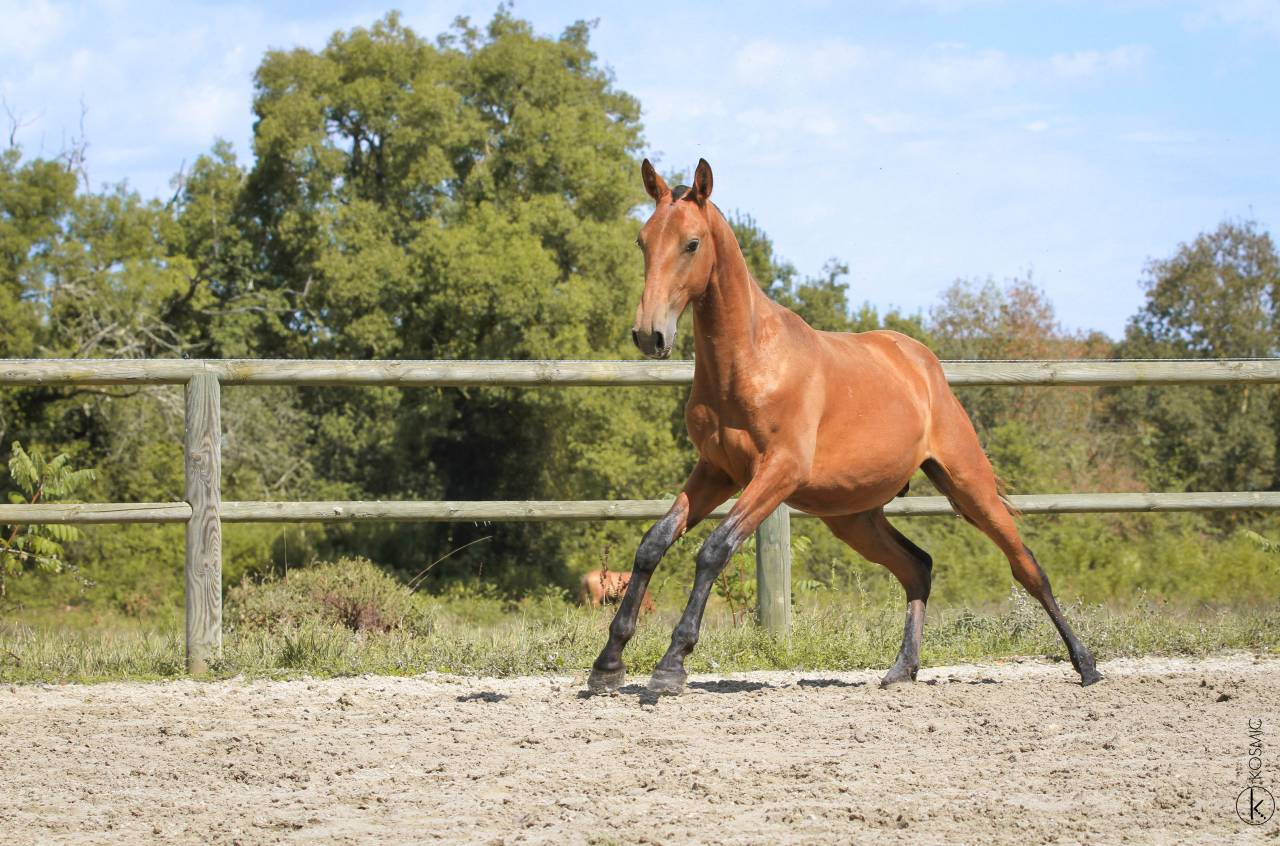 Caballo entero Lusitano En venta 2024 Bayo por Trovador SS 
