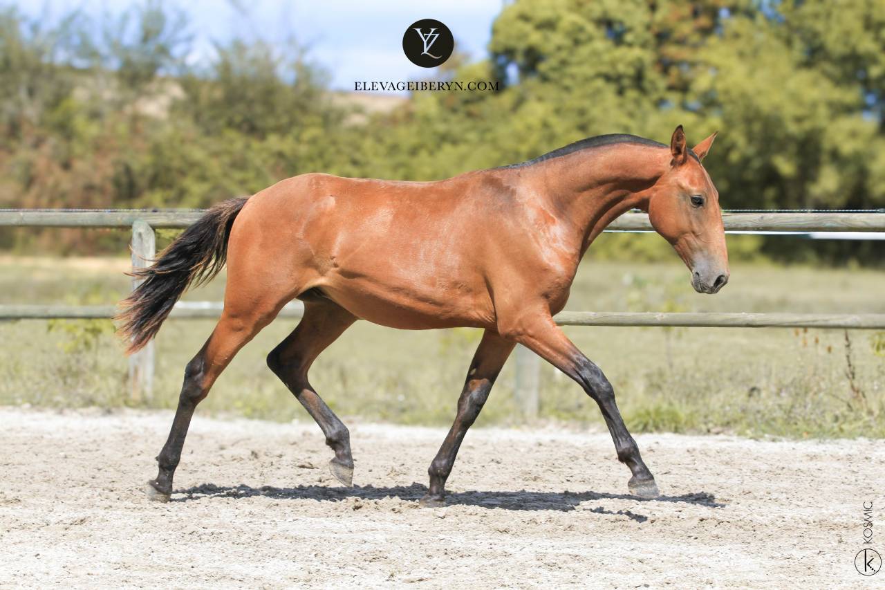 Caballo entero Lusitano En venta 2024 Bayo por Trovador SS 