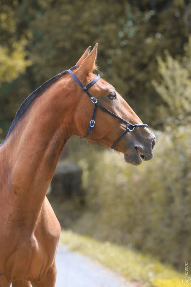 Caballo entero Lusitano En venta 2024 Bayo por Trovador SS 