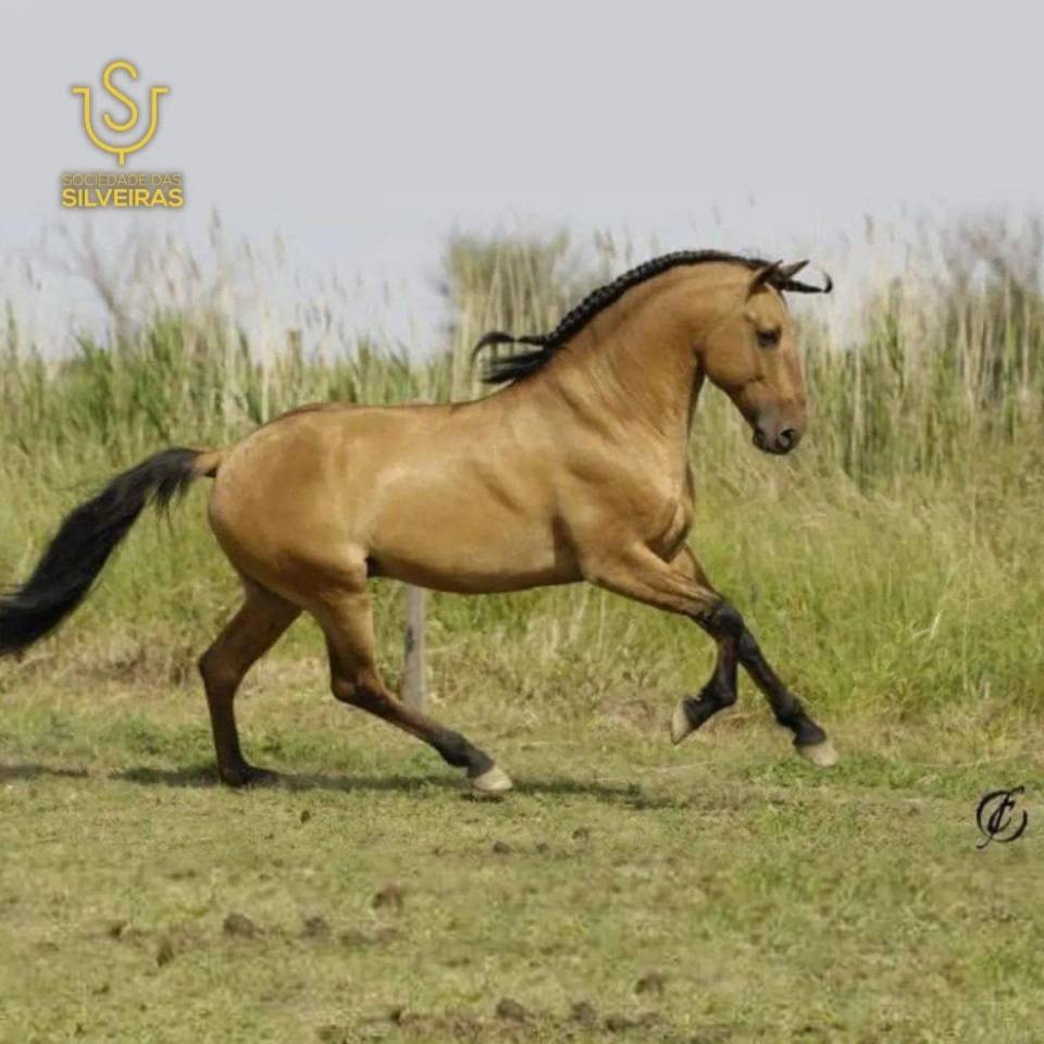 Caballo entero Lusitano En venta 2024 Bayo por Trovador SS 