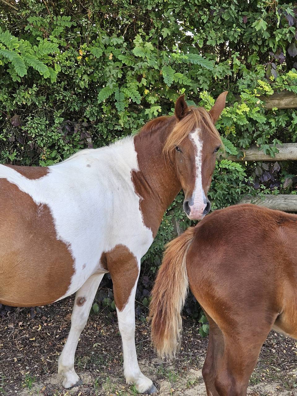 Yegua Origine Constatée En venta 2019 Pío