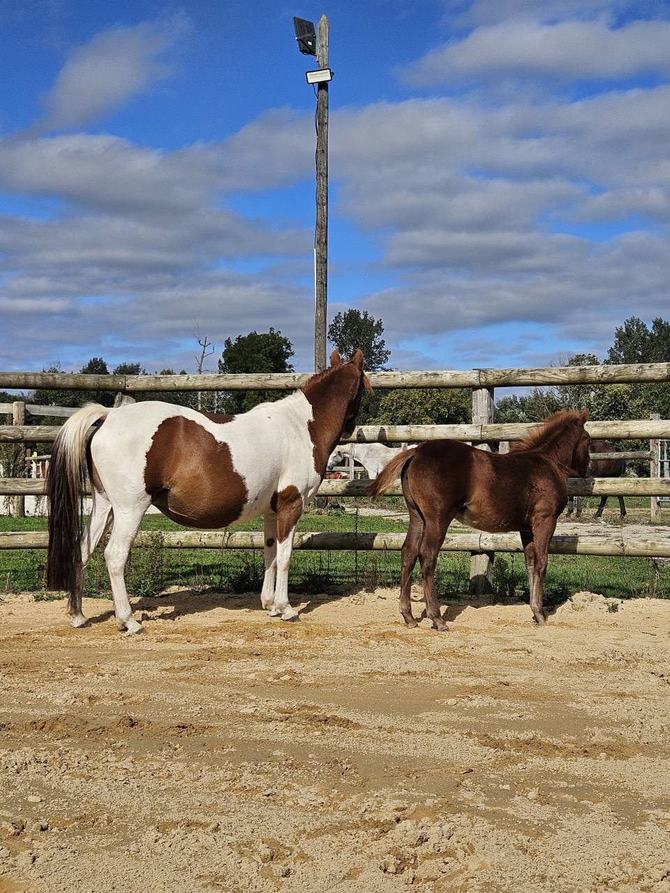 Yegua Origine Constatée En venta 2019 Pío