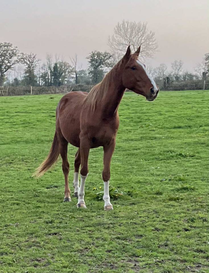 Caballo castrado Silla Francés En venta 2021 Alazán