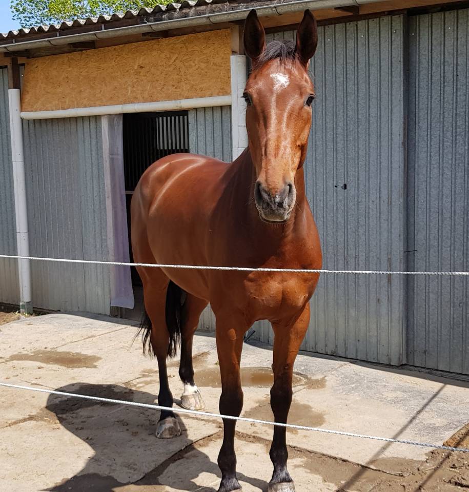 Caballo castrado Silla Francés En venta 2012 Bayo por Nouma d'Auzay