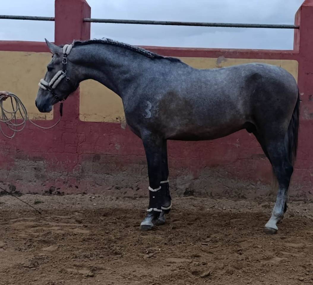 Caballo entero PRE Pura Raza Española En venta 2022 Tordo