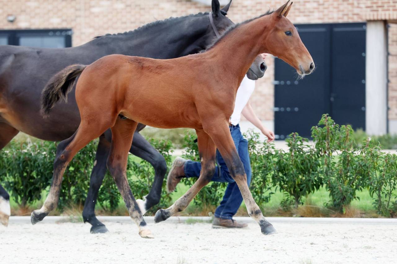 Semental Zangersheide En venta 2025 Bayo moreno por HH Conrad Z