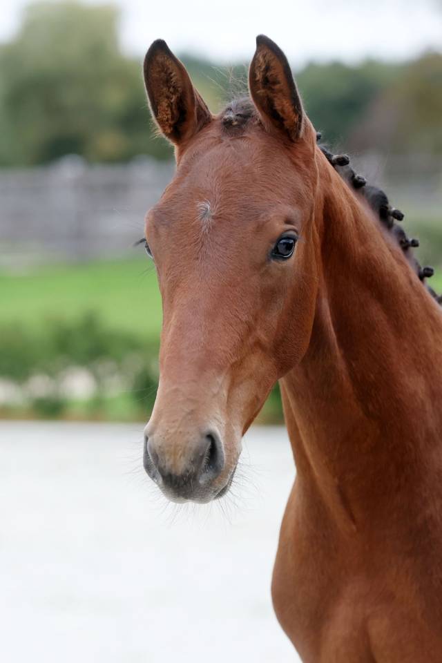 Semental Zangersheide En venta 2025 Bayo moreno por HH Conrad Z