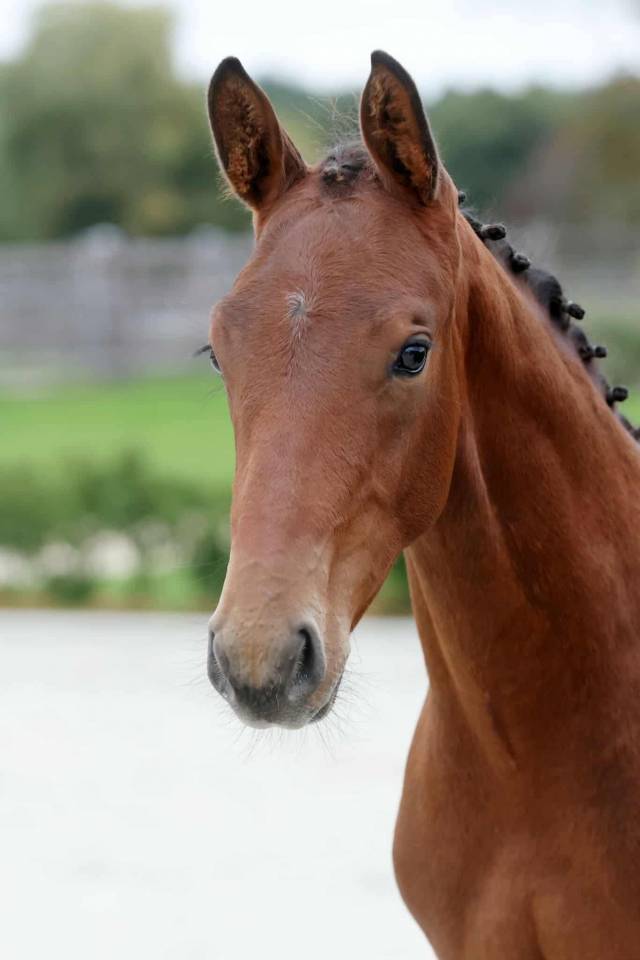 Semental Zangersheide En venta 2025 Bayo moreno por HH Conrad Z