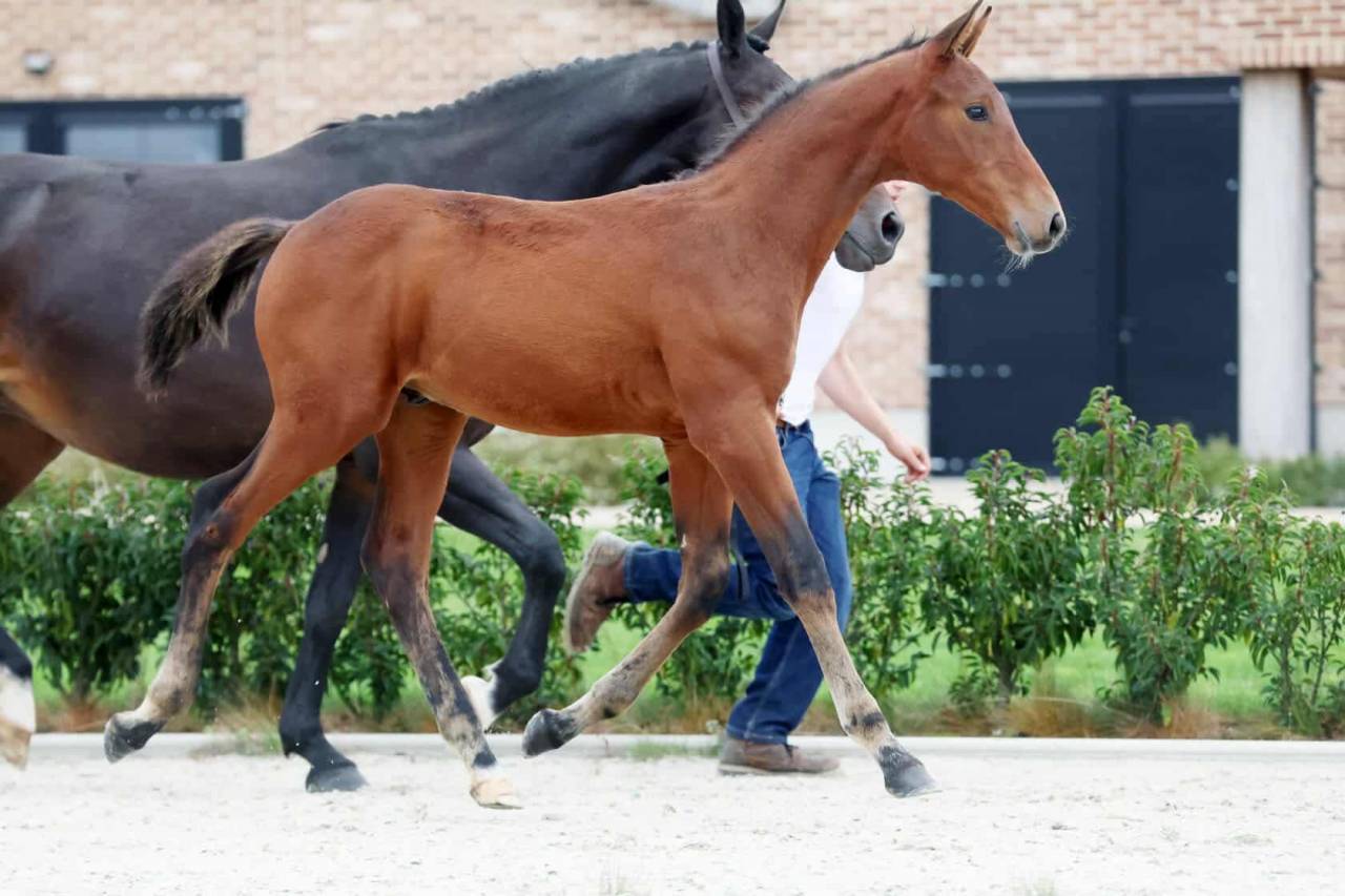 Semental Zangersheide En venta 2025 Bayo moreno por HH Conrad Z