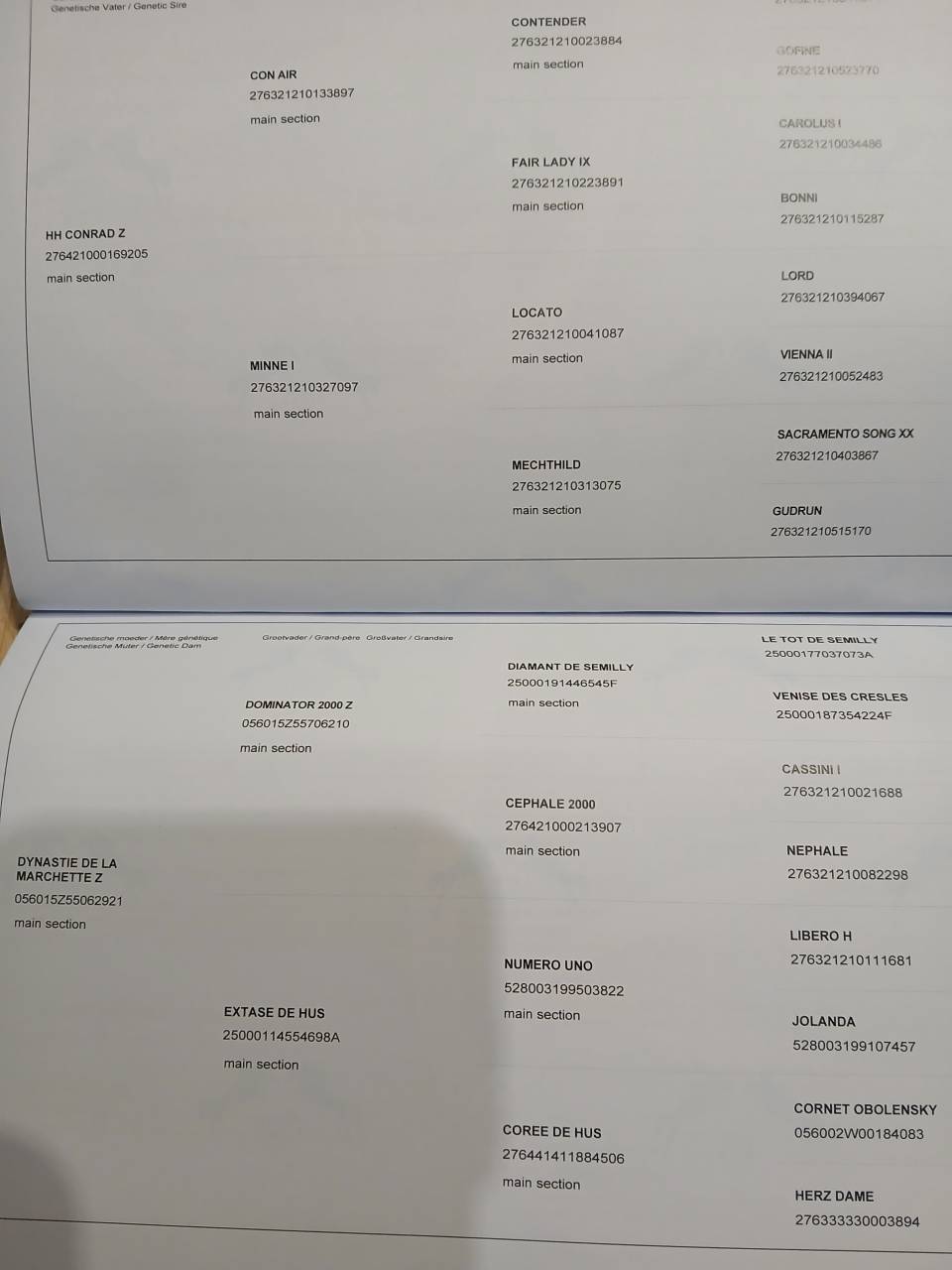 Semental Zangersheide En venta 2025 Bayo moreno por HH Conrad Z