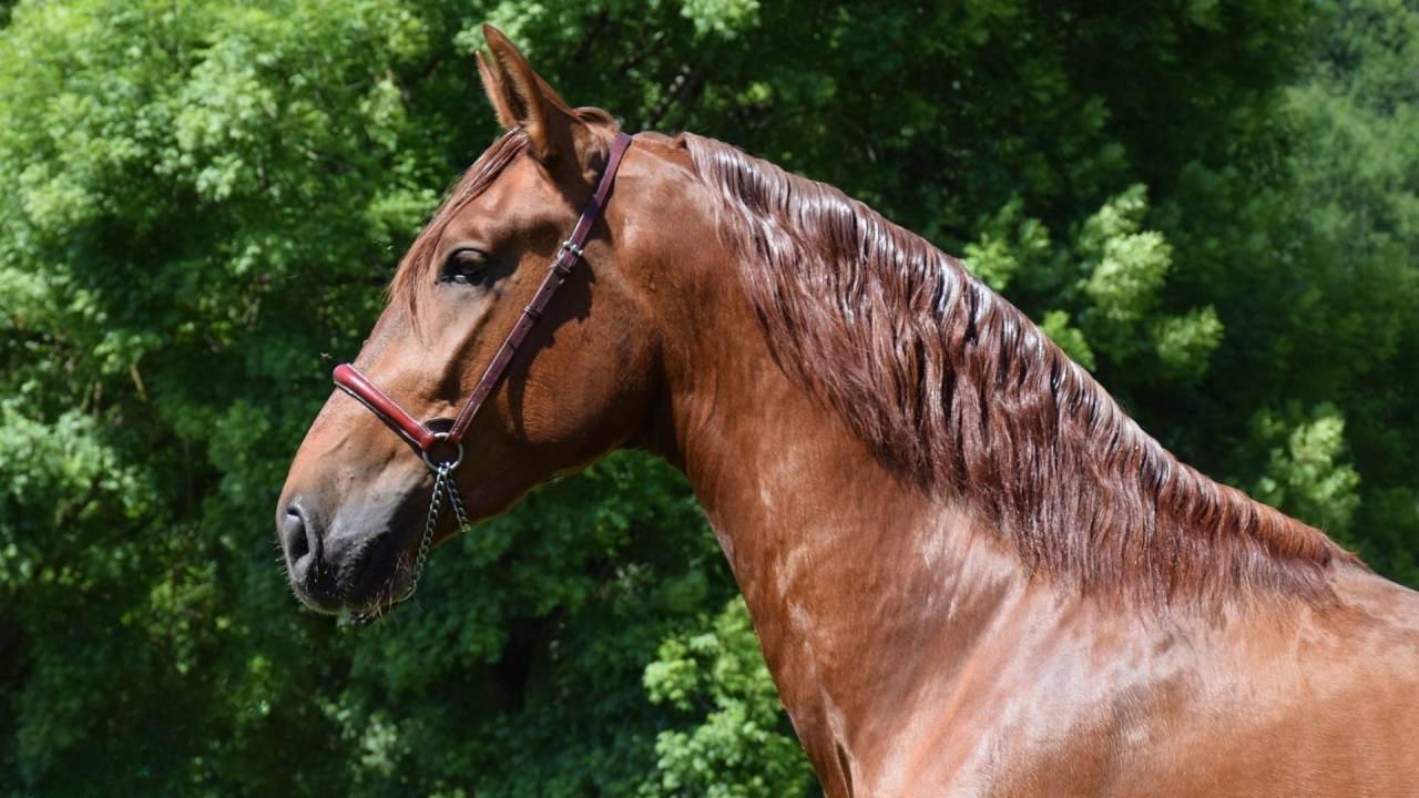 Caballo entero PRE Pura Raza Española En venta 2022 Alazán por CAPRICHOSO MANGO