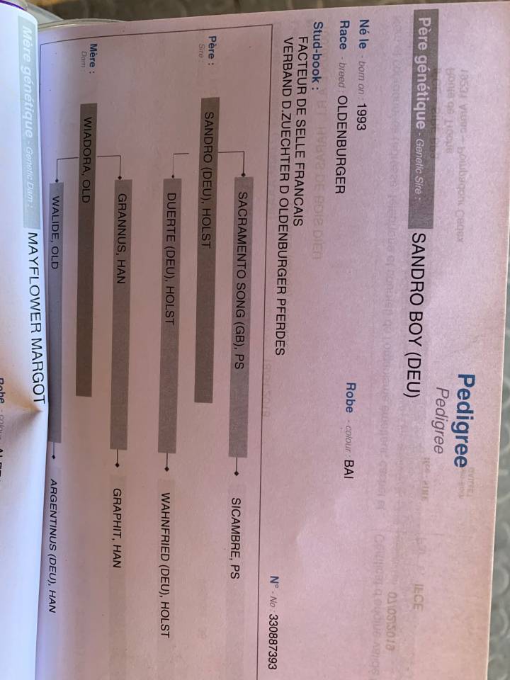 Caballo castrado Silla Francés En venta 2018 Alazán por SANDRO BOY