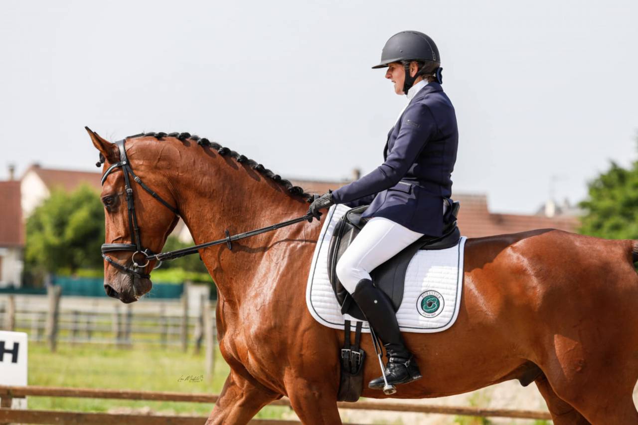 Caballo castrado Holsteiner En venta 2018 Bayo por Cassilano