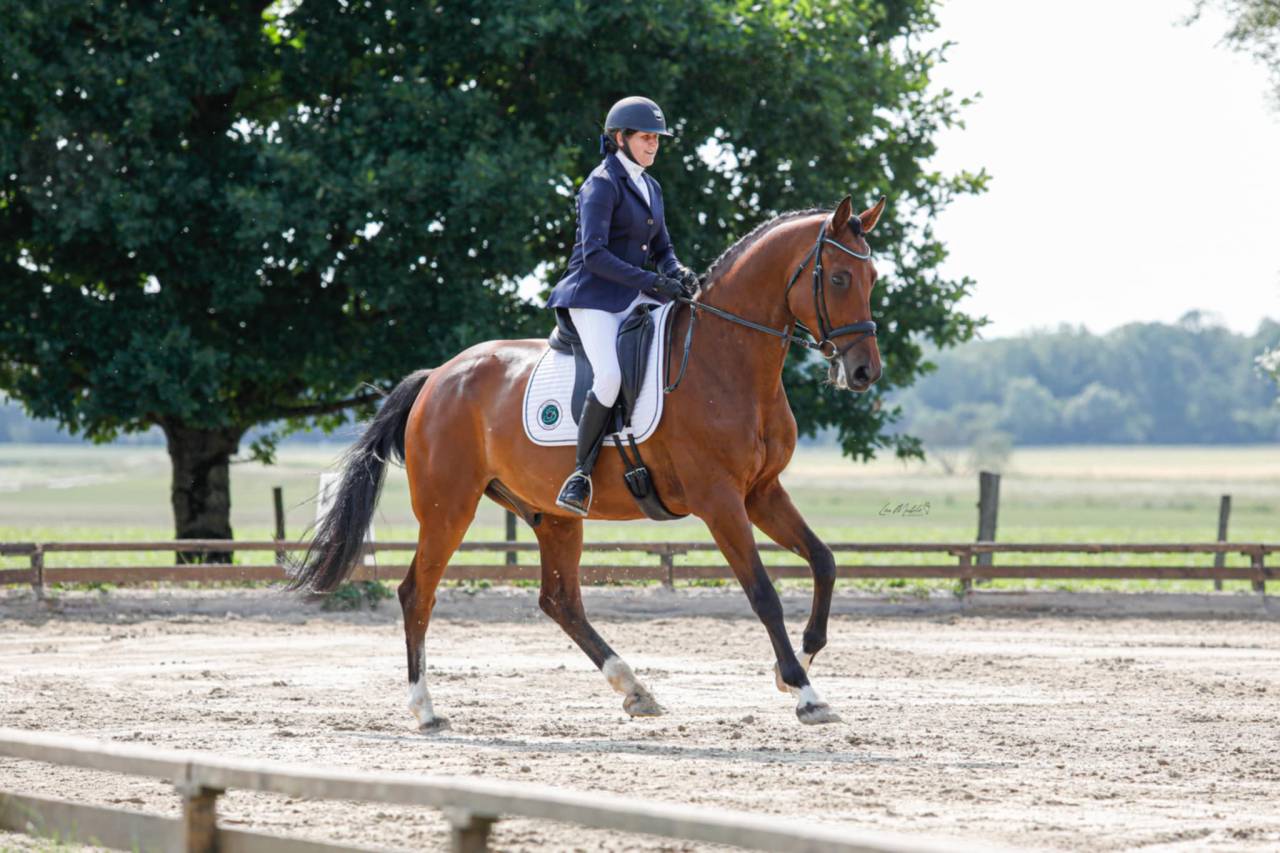 Caballo castrado Holsteiner En venta 2018 Bayo por Cassilano