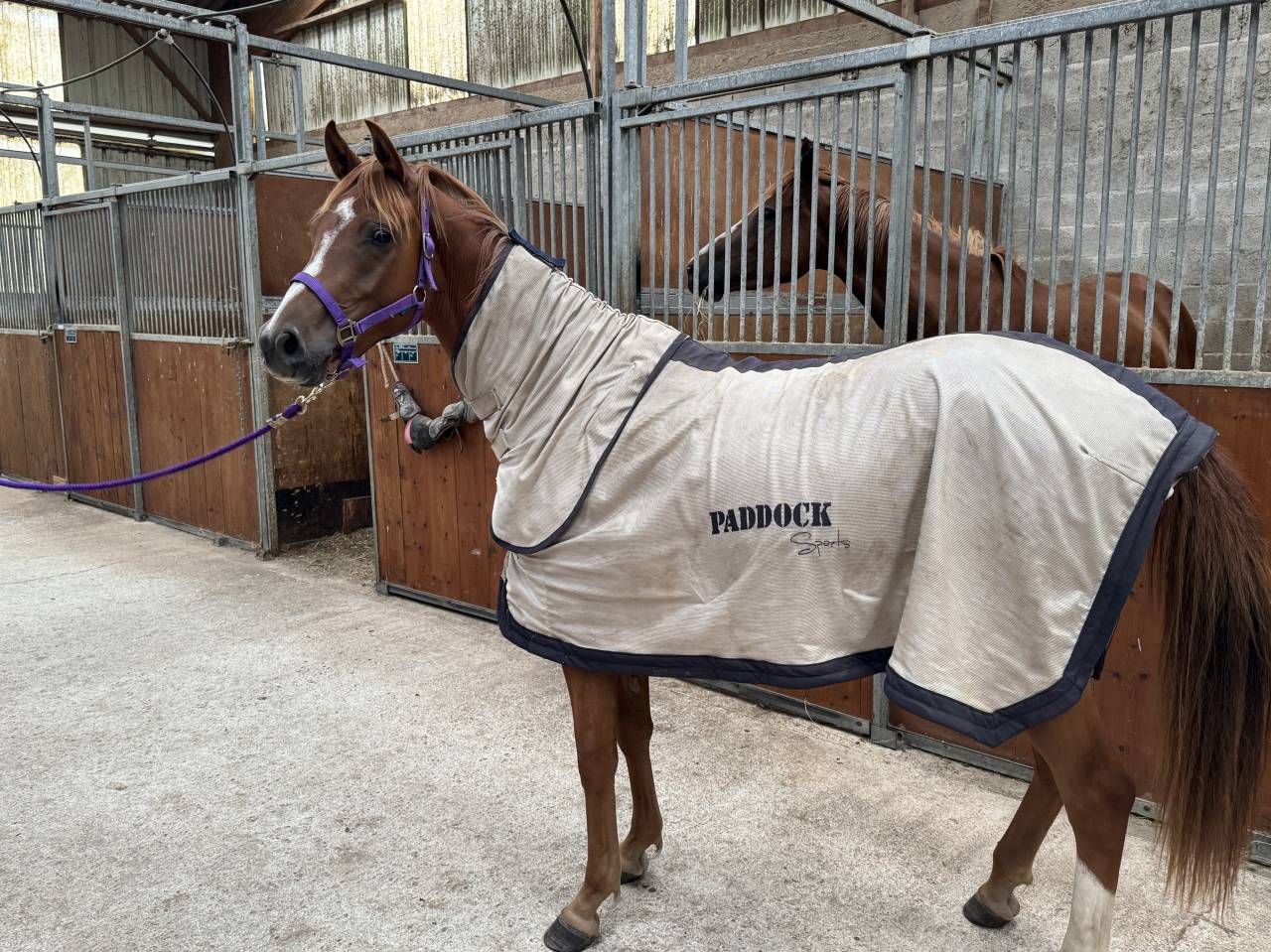 Caballo castrado Anglo-Arabe En venta 2023 Alazán por JAZZ DE MARJOLAINE, AR