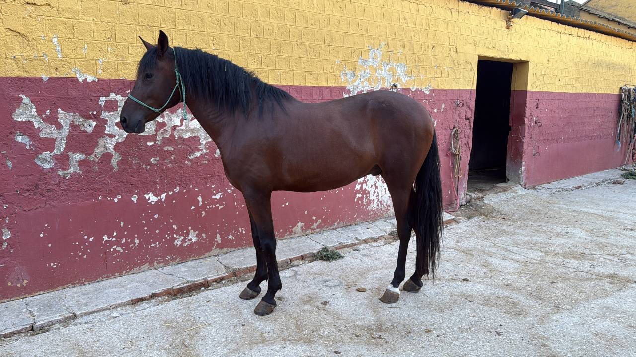 Caballo PRE castrado 