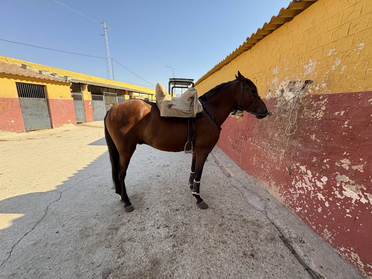 Caballo PRE castrado 