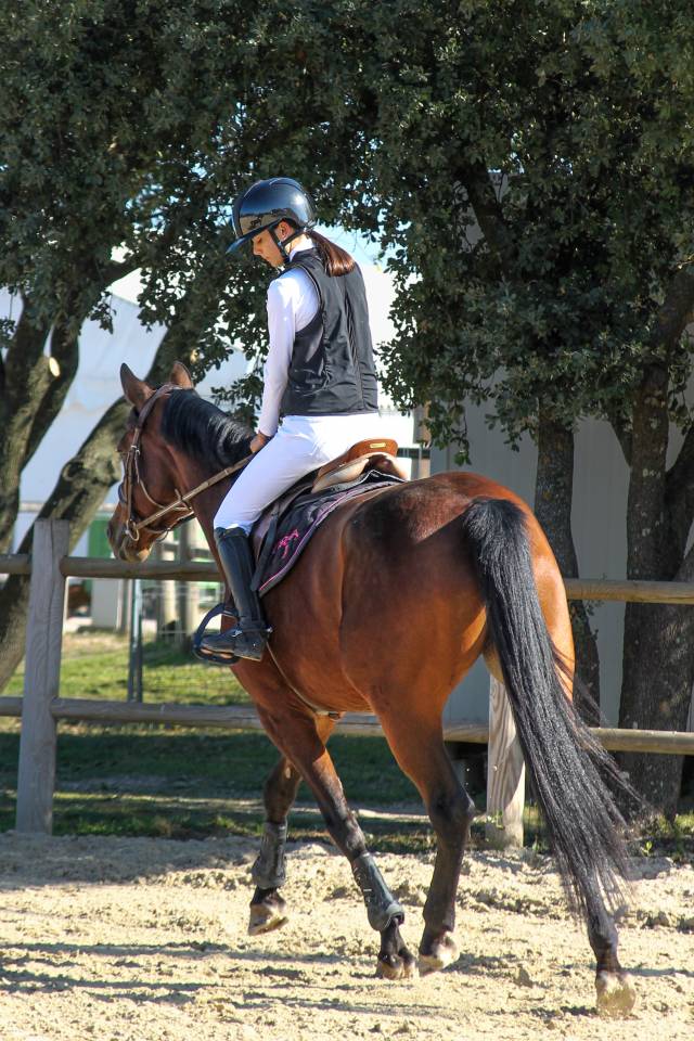 Yegua BWP Caballo de Sangre Belga En venta 2017 Bayo por ELDORADO