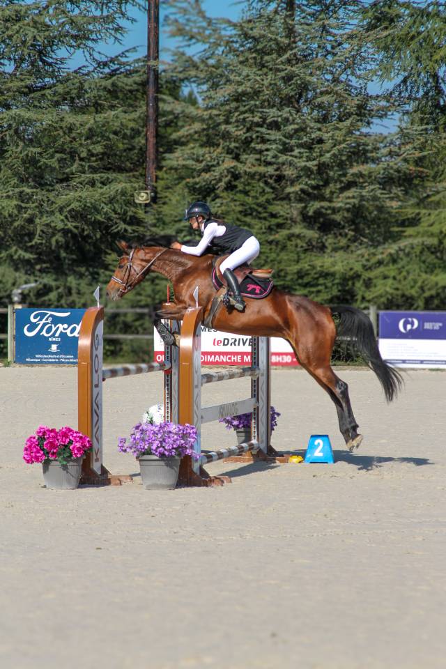 Yegua BWP Caballo de Sangre Belga En venta 2017 Bayo por ELDORADO