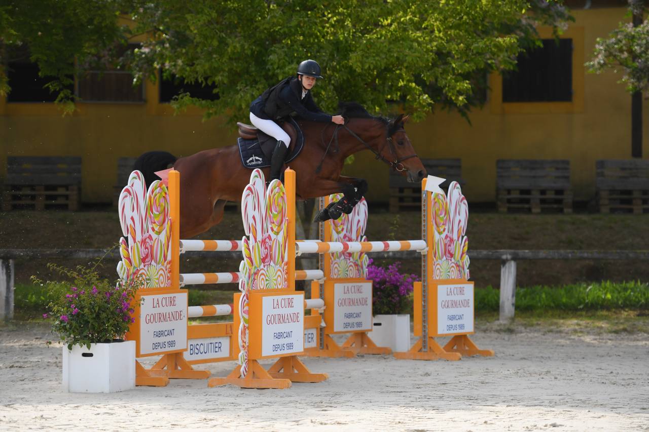 Yegua BWP Caballo de Sangre Belga En venta 2017 Bayo por ELDORADO