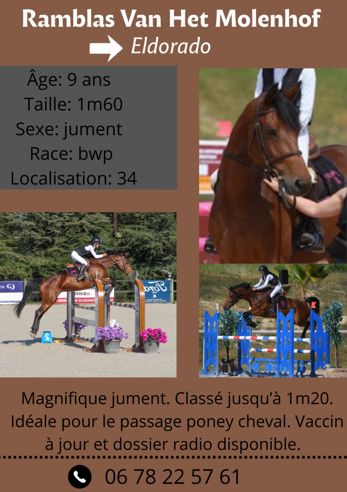 Yegua BWP Caballo de Sangre Belga En venta 2017 Bayo por ELDORADO