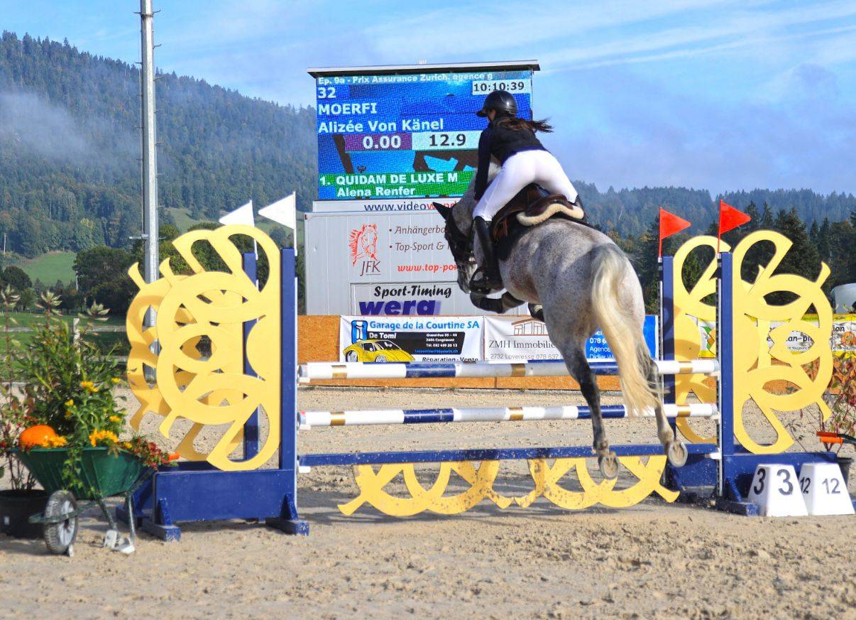Caballo castrado Caballo de Deporte Húngaeo En venta 2013 Tordo