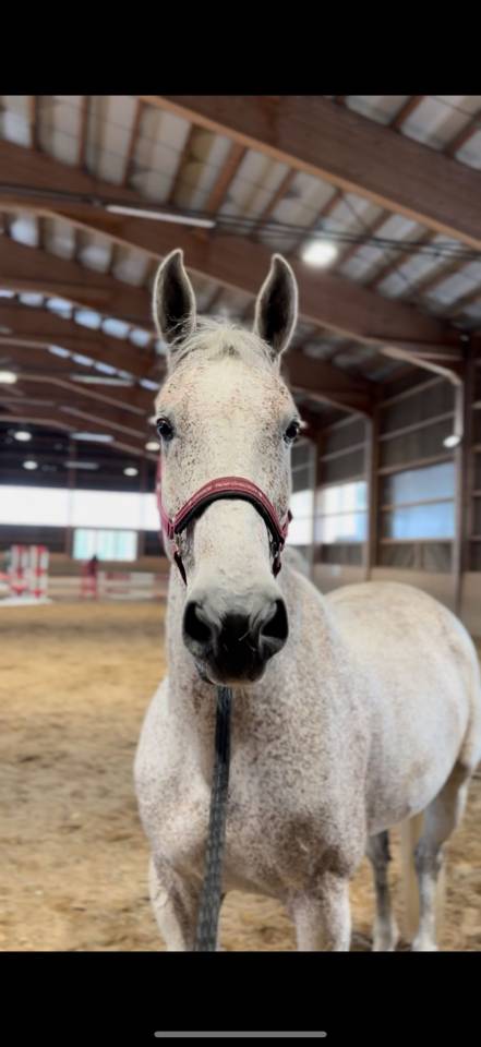 Caballo castrado Caballo de Deporte Húngaeo En venta 2013 Tordo