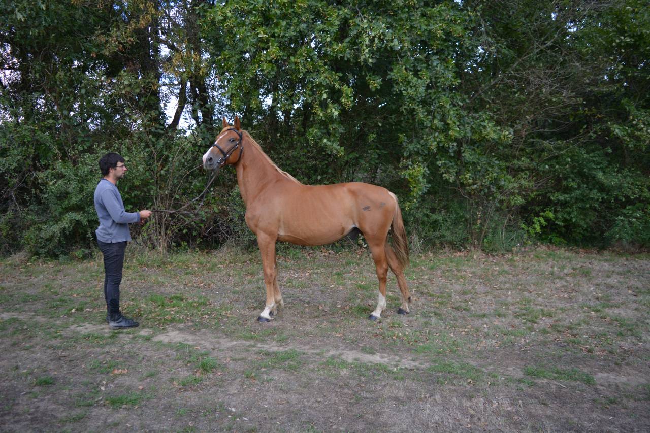 Caballo castrado Origen No Constatado En venta 2019 Alazán
