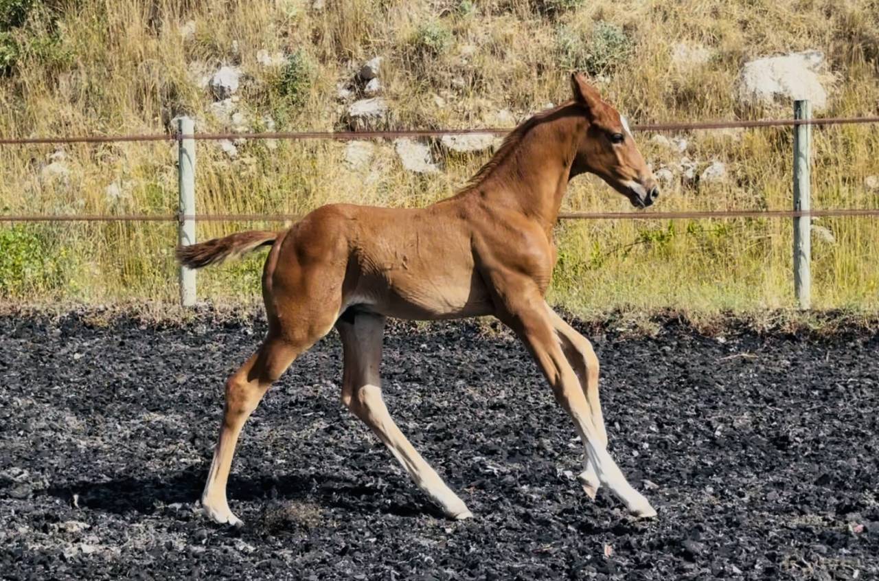 Potro AES Anglo European Studbook En venta 2025 Alazán por idem du peyron