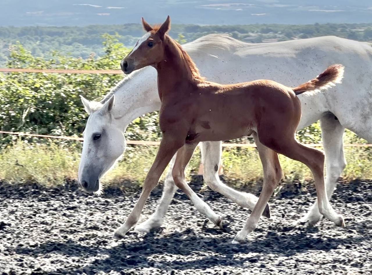 Potro AES Anglo European Studbook En venta 2025 Alazán por idem du peyron