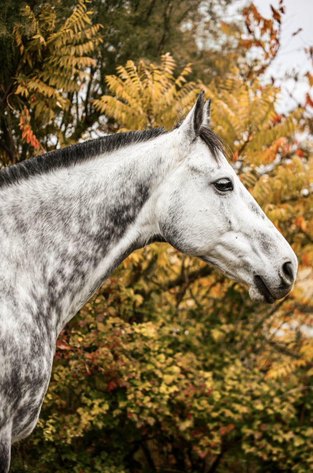 Caballo castrado Anglo-Arabe En venta 2017 Tordo