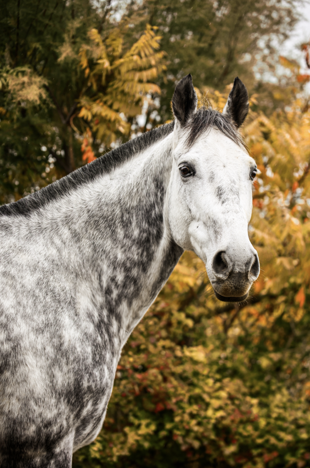 Caballo castrado Anglo-Arabe En venta 2017 Tordo