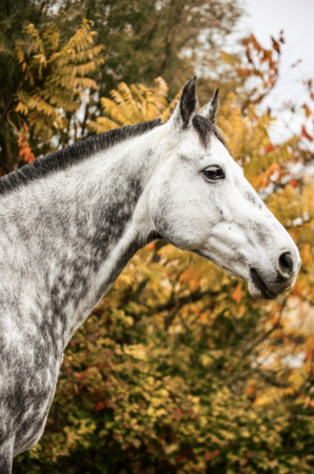 Caballo castrado Anglo-Arabe En venta 2017 Tordo