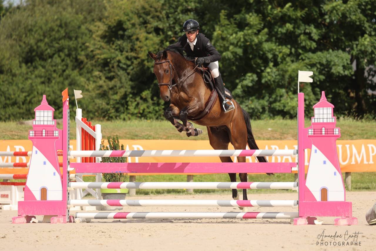 Caballo castrado Silla Francés En venta 2021 Bayo moreno por Conthargos