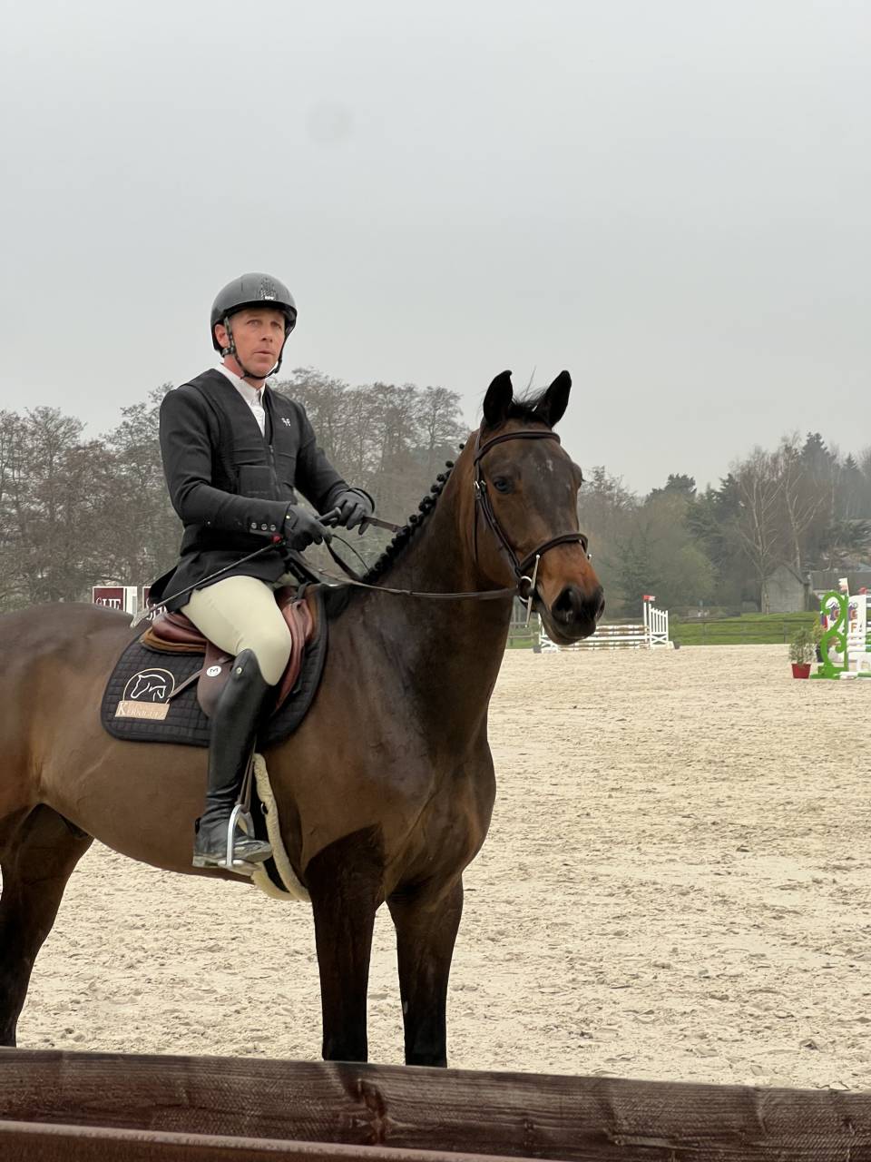 Caballo castrado Silla Francés En venta 2021 Bayo moreno por Conthargos