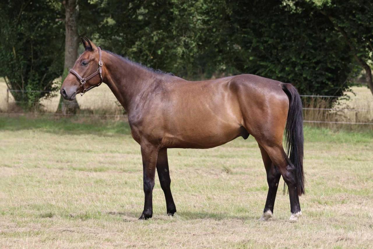 Caballo castrado Silla Francés En venta 2021 Bayo moreno por Conthargos
