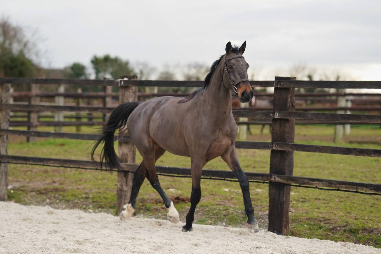 Caballo castrado Silla Franc&eacute;s En venta 2021 Bayo moreno por Conthargos