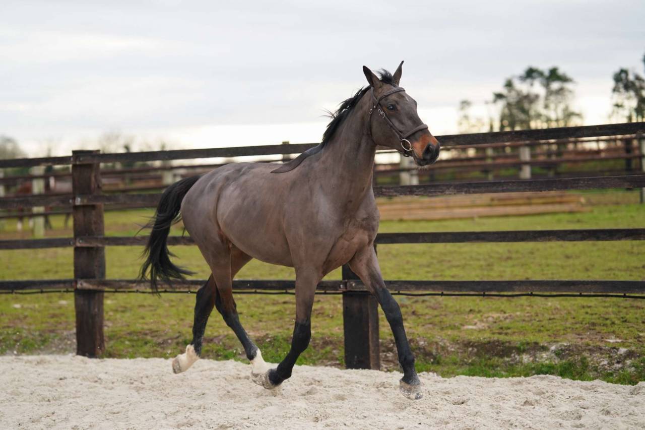 Caballo castrado Silla Franc&eacute;s En venta 2021 Bayo moreno por Conthargos