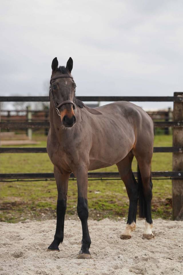 Caballo castrado Silla Franc&eacute;s En venta 2021 Bayo moreno por Conthargos