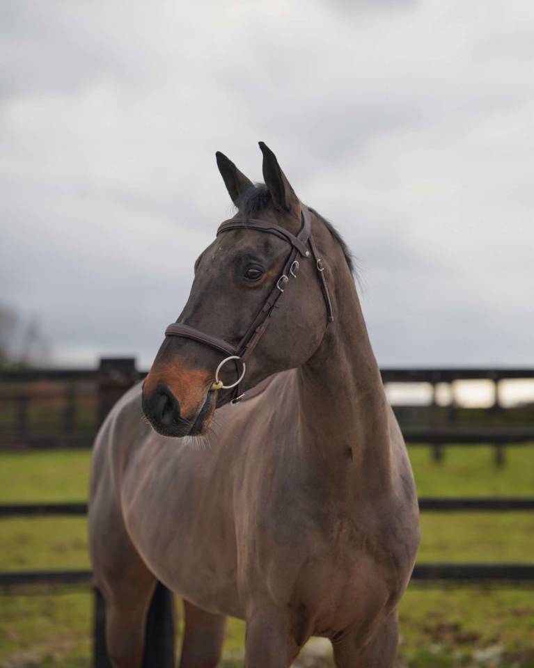Caballo castrado Silla Franc&eacute;s En venta 2021 Bayo moreno por Conthargos
