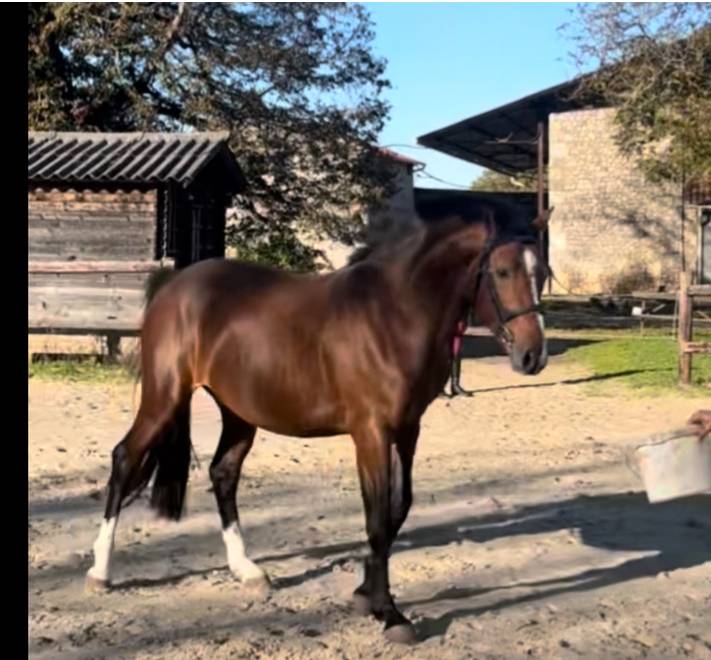 Caballo entero PFS Poni Françés de Silla En venta 2022 Bayo por Usandro Tilia Derlenn