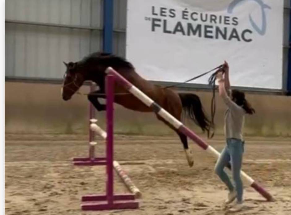 Caballo entero PFS Poni Françés de Silla En venta 2022 Bayo por Usandro Tilia Derlenn