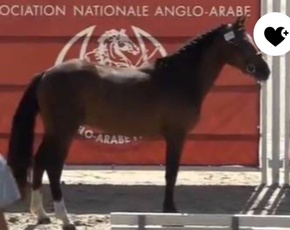 Caballo entero PFS Poni Françés de Silla En venta 2022 Bayo por Usandro Tilia Derlenn