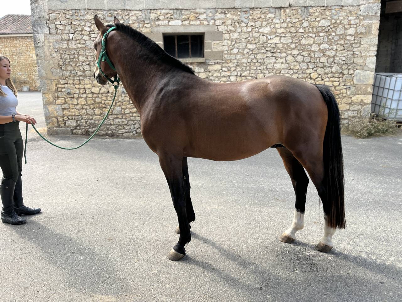 Caballo entero PFS Poni Françés de Silla En venta 2022 Bayo por Usandro Tilia Derlenn