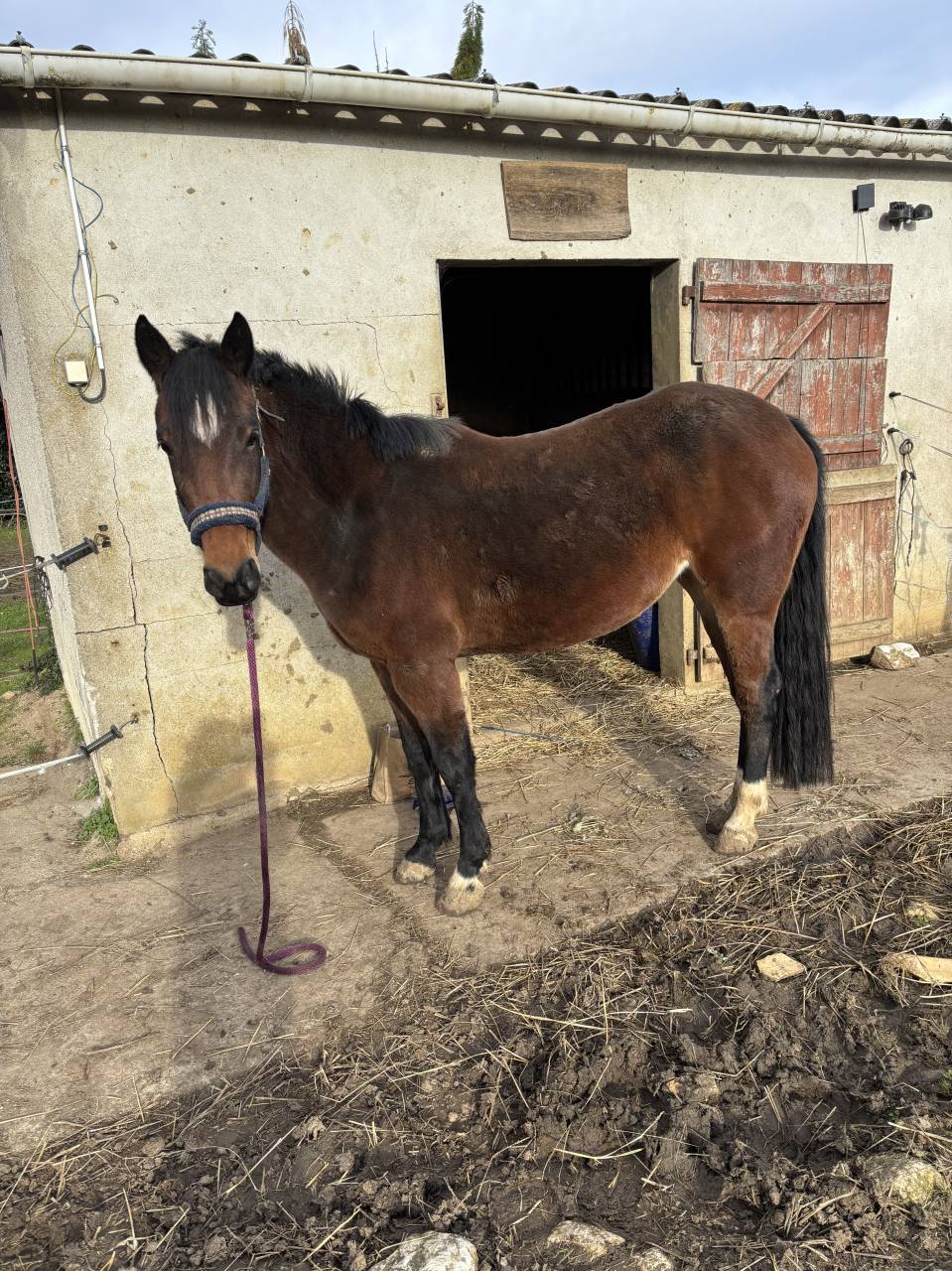 Yegua Origine Constatée En venta 2022 Bayo por Monttbazillac du lin