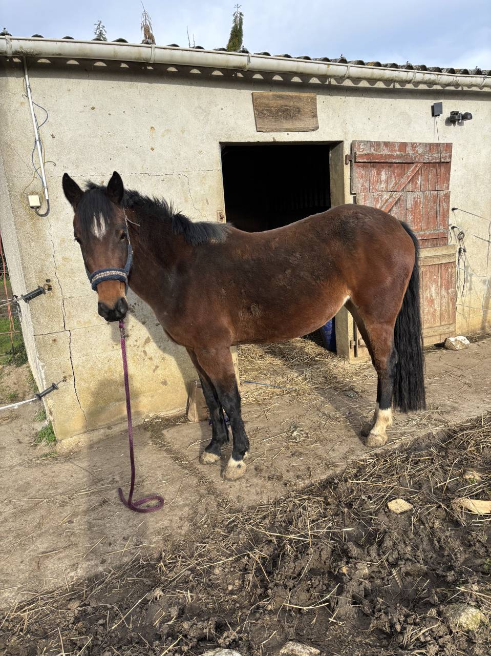 Yegua Origine Constatée En venta 2022 Bayo por Monttbazillac du lin