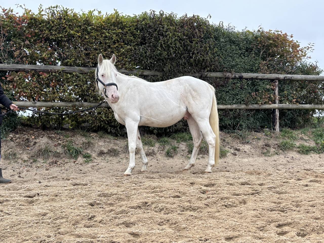 Caballo castrado Otra Raza de Poni En venta 2021 Blanco