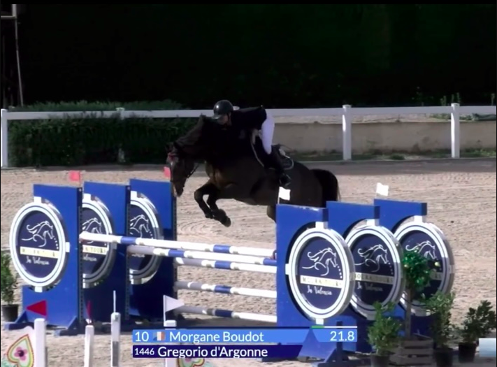 Caballo castrado Silla Francés En venta 2016 Bayo moreno por Eldorado de hus